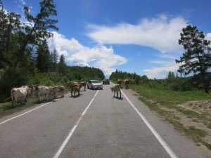 Burjaatia teedel võib sageli kohata hulkuvaid kariloomi. Autojuhid ei lase end sellest häirida ja laveerivad veistest ettevaatlikult mööda.
