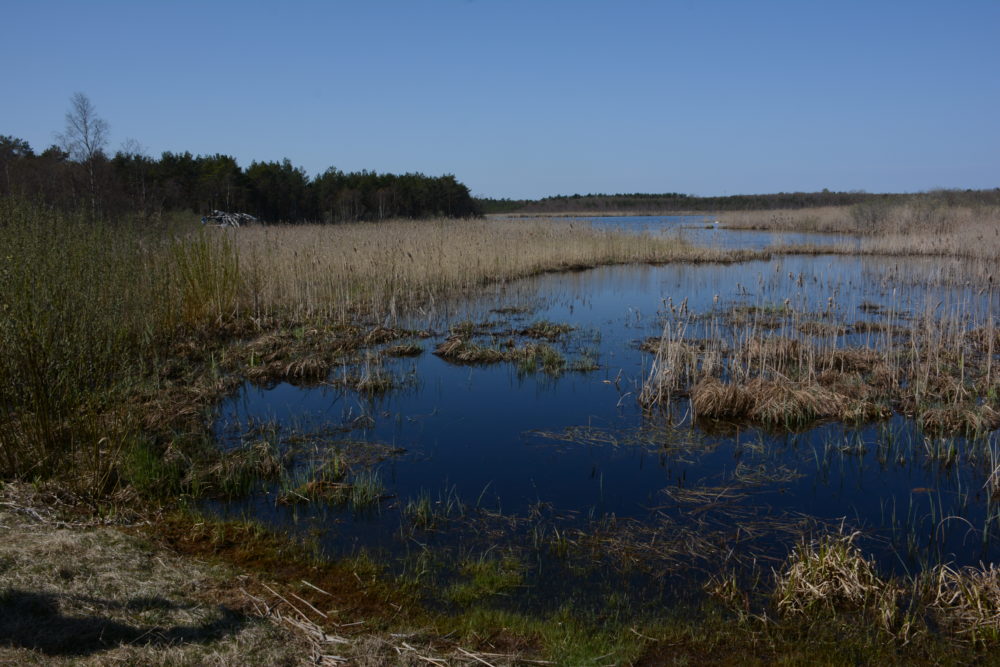 Tõlinõmme raba saladused (Täiendatud!)